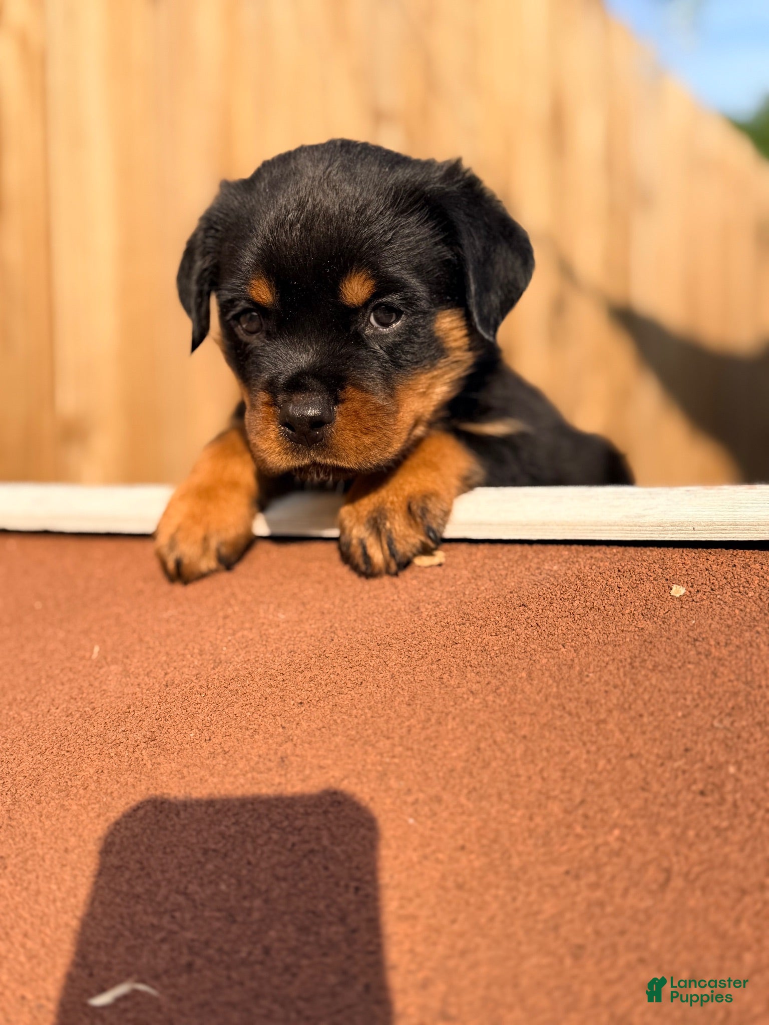 Rottweiler dogs Rottweiler 4 - Ad 18
