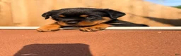 Rottweiler dogs for sale: Rottweiler 4 - Ad 1
