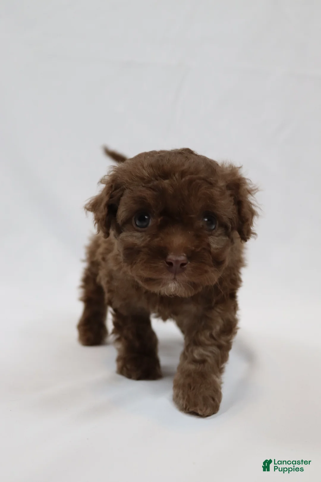 Cavapoo dogs for sale: Creamstick - Ad 5