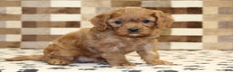 Cavapoo dogs for sale: Ellie - Ad 4