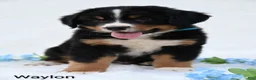 Bernese Mountain Dog dogs for sale: Waylon  - Ad 4
