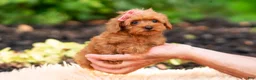 Maltipoo dogs for sale: Merrelle - Ad 9