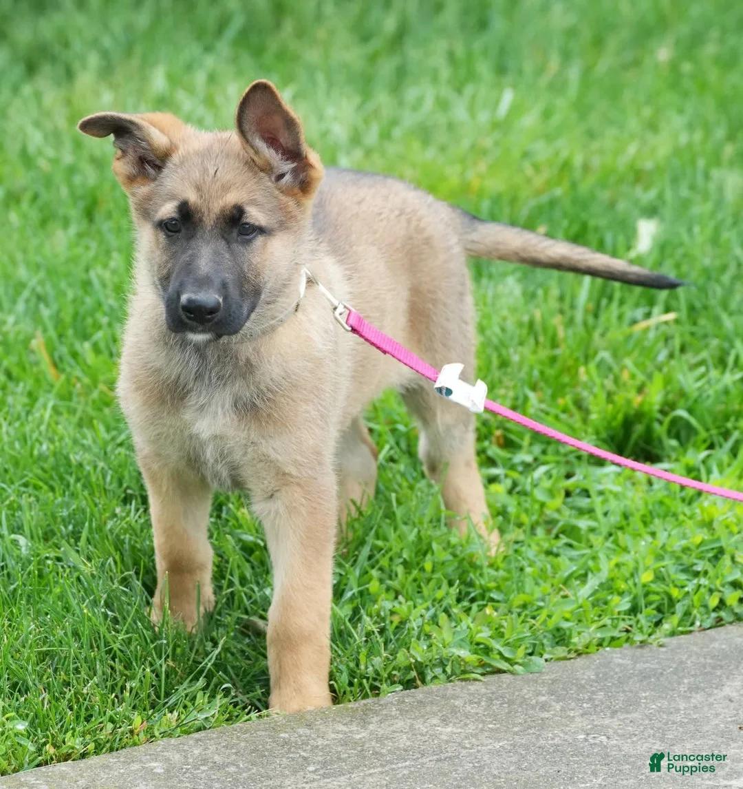 Gallery Image {{count}}