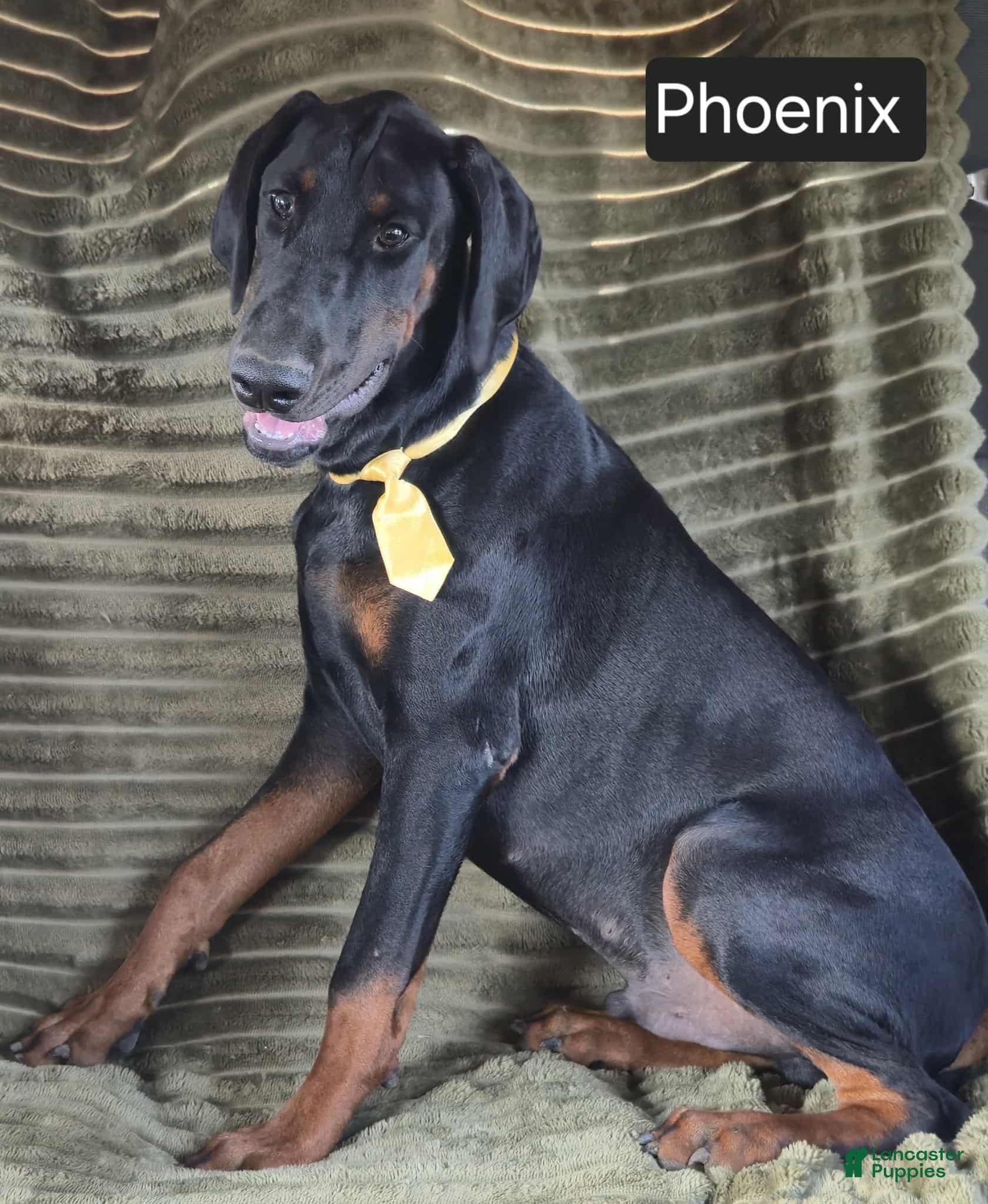 Doberman Pinscher dogs Phoenix - Ad 4