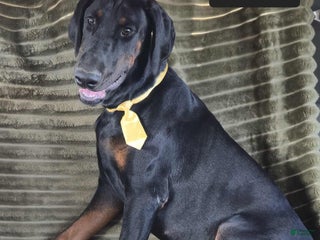 Doberman Pinscher dogs Phoenix - Ad 42