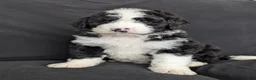 Bernedoodle dogs for sale: Cali - Ad 13