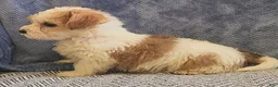 Mixed Breed dogs for sale: Rocky - Ad 7