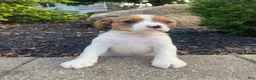 Mixed Breed dogs for sale: Tiffany - Ad 5