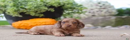 Miniature Dachshund dogs for sale: Gordy - Ad 6