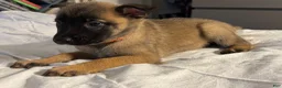 Belgian Malinois dogs for sale: Belgian Malinois 2 - Ad 6