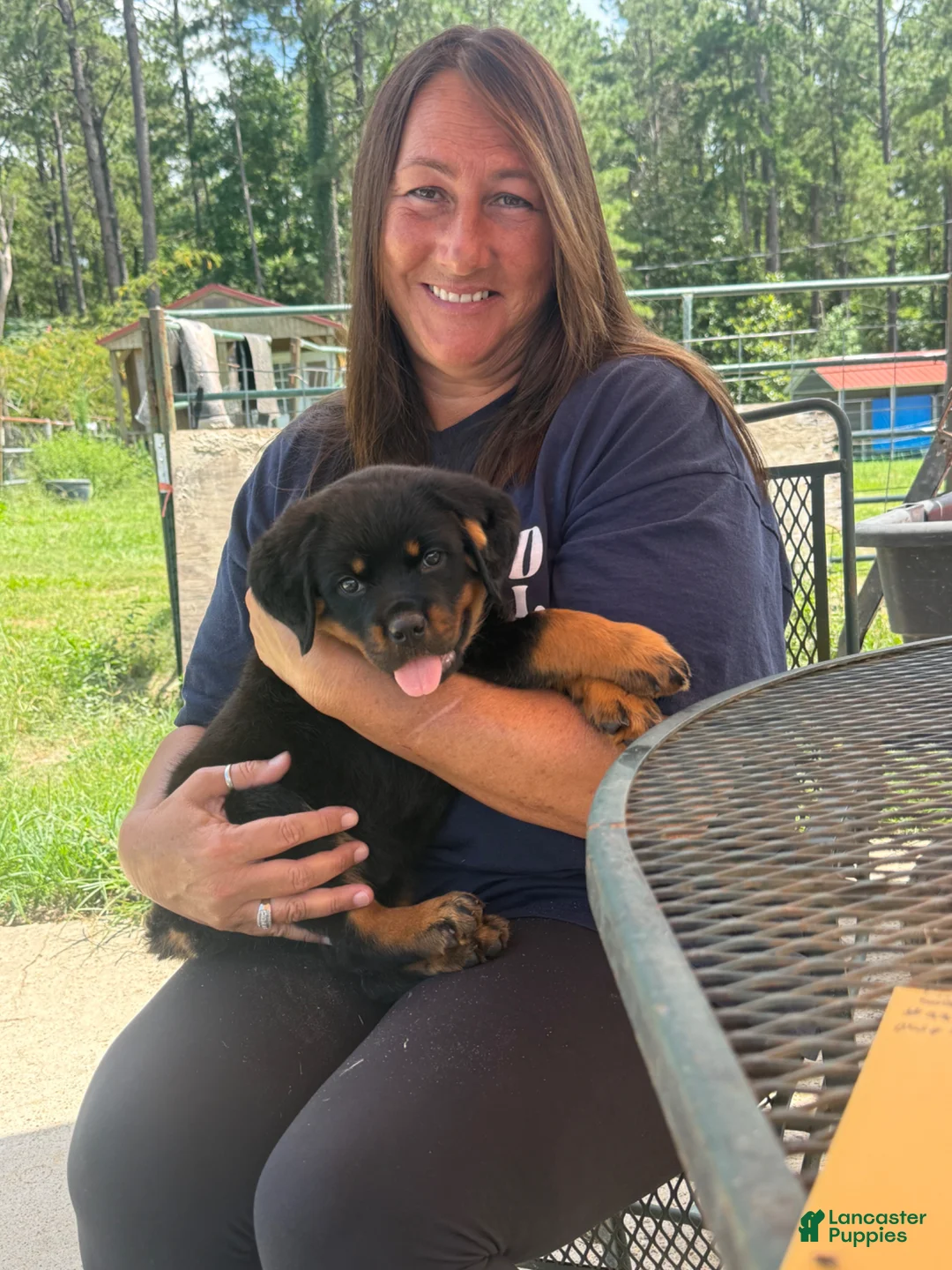 Rottweiler dogs for sale: Rottweiler Puppy 1 - Ad 1