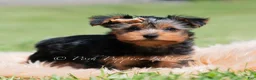 Yorkshire Terrier dogs for sale: Russ - Ad 3