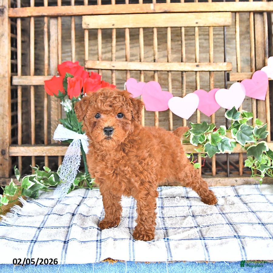 Mini Goldendoodle dogs Peggy - Ad 2