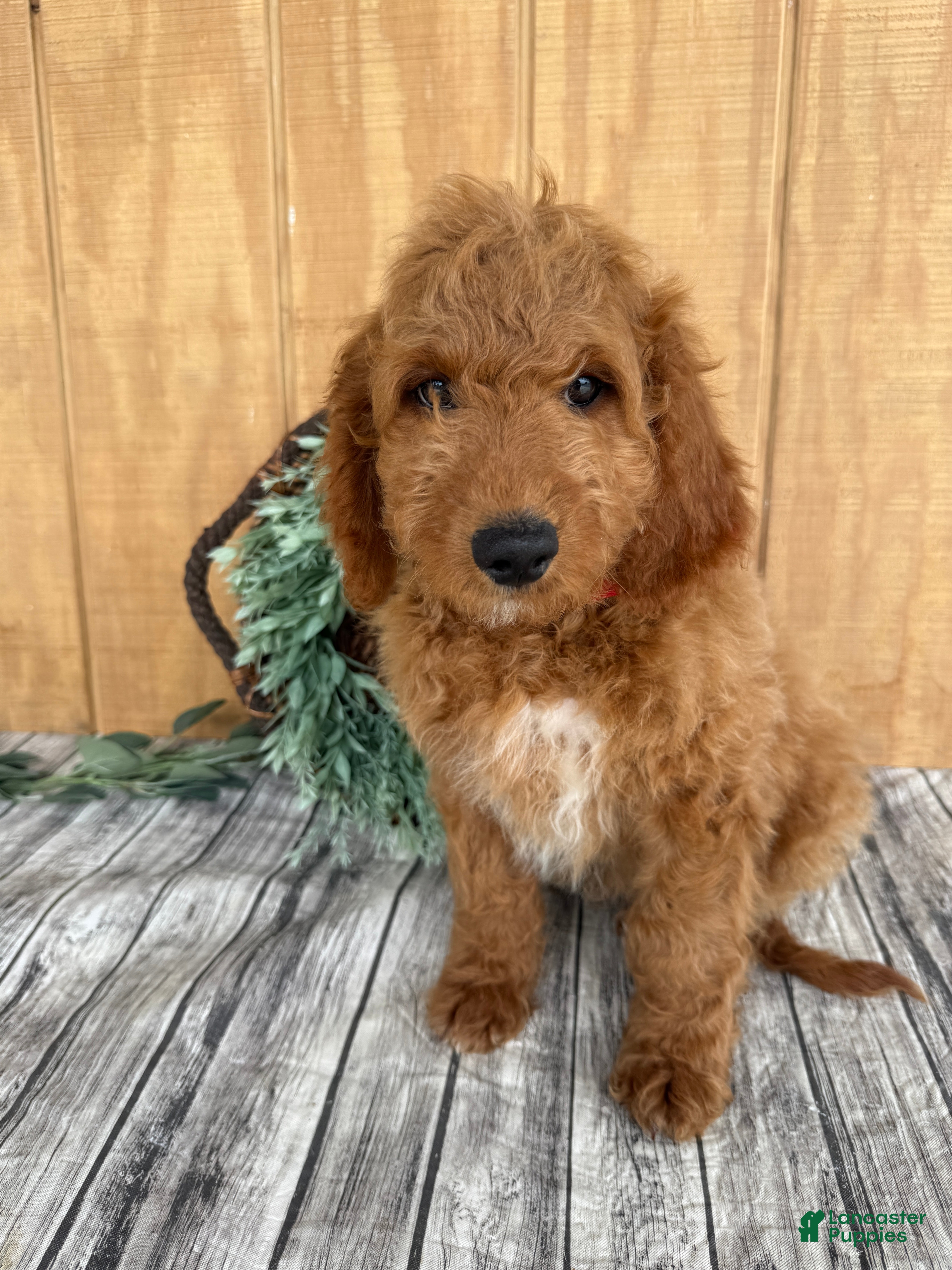 Mini Goldendoodle dogs Ace - Ad 2