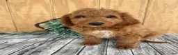 Mini Goldendoodle dogs for sale: Ace - Ad 2