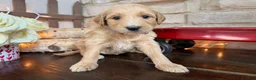 Labradoodle dogs for sale: Nutmeg (Girl) - Ad 3