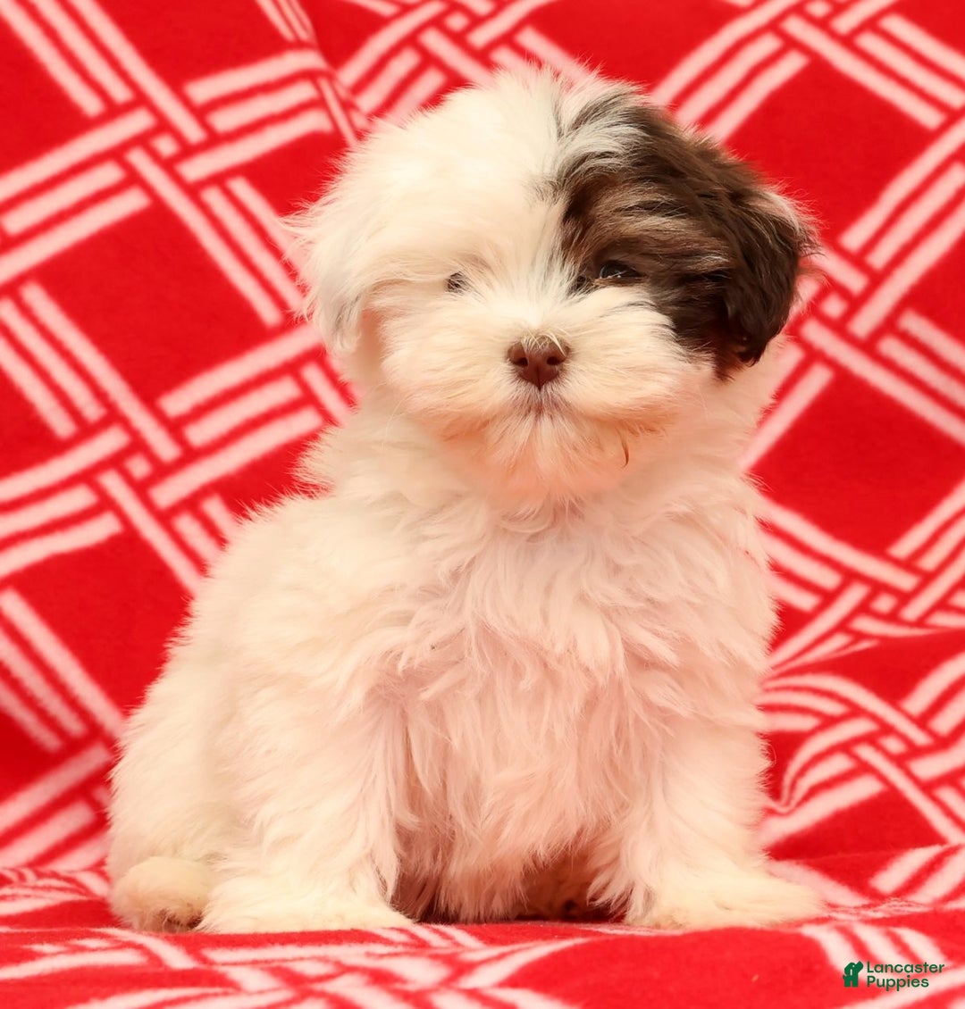 Havanese dogs for sale: Beth - Ad 2