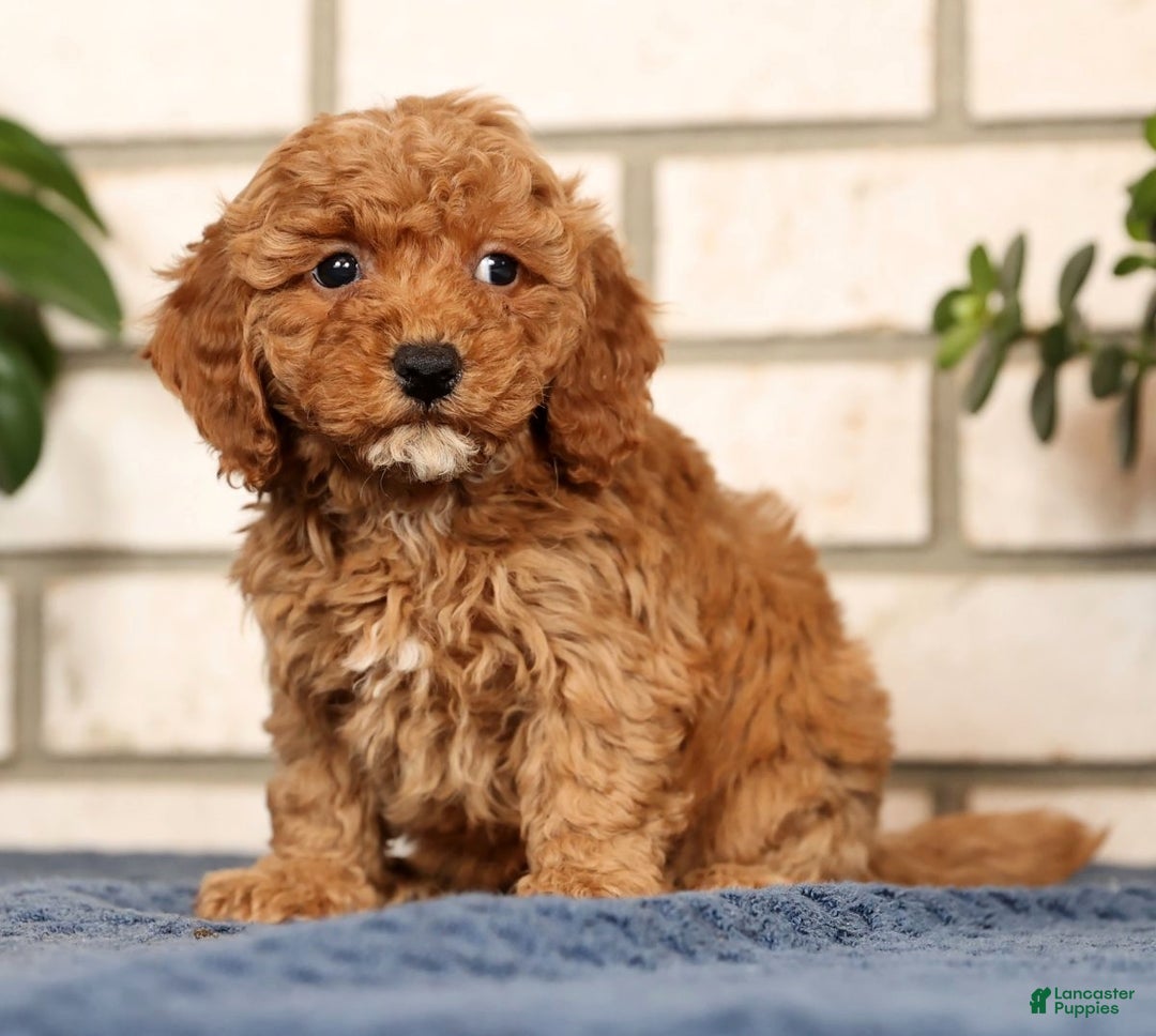 Bichpoo dogs for sale: Fiona - Ad 1