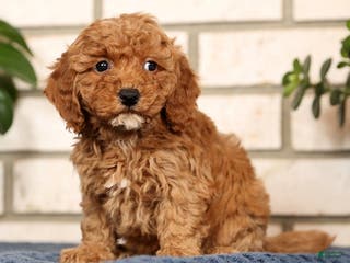 Bichpoo dogs Fiona - Ad 3