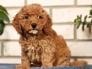 Bichpoo dogs Fiona - Ad 13