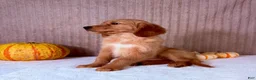 Golden Retriever dogs for sale: Draco - Ad 5