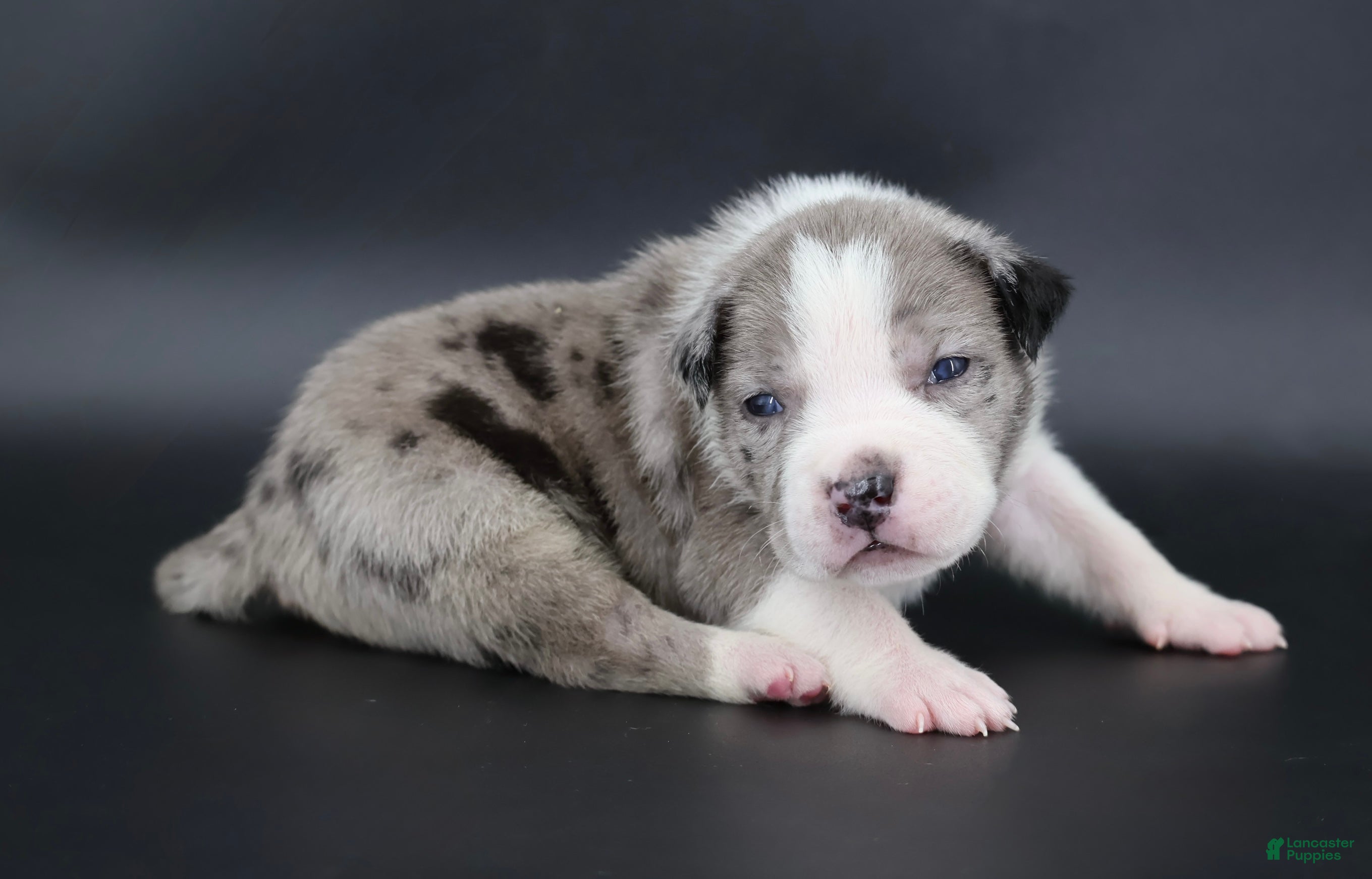 American Bully dogs Marshal - Ad 2