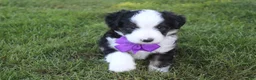 Mini Aussiedoodle dogs for sale: Kenny 💎 - Ad 5