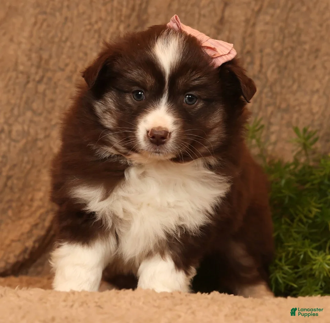 Miniature Australian Shepherd dogs for sale: Charlotte - Ad 7