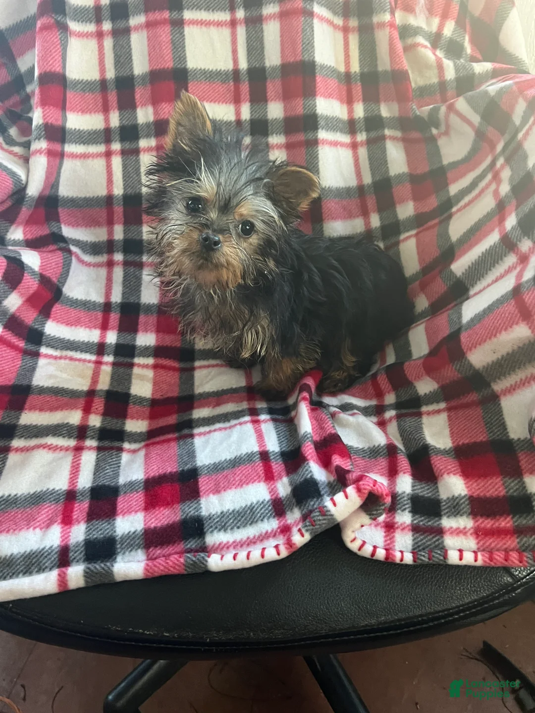 Yorkshire Terrier dogs for sale: Little one - Ad 6