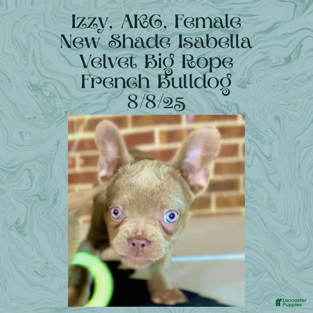French Bulldog dogs for sale: 🐾 “Izzy the Velvet Queen: Blue-Eyed Beauty with Boss Energy & Breeding Potential” - Ad 10