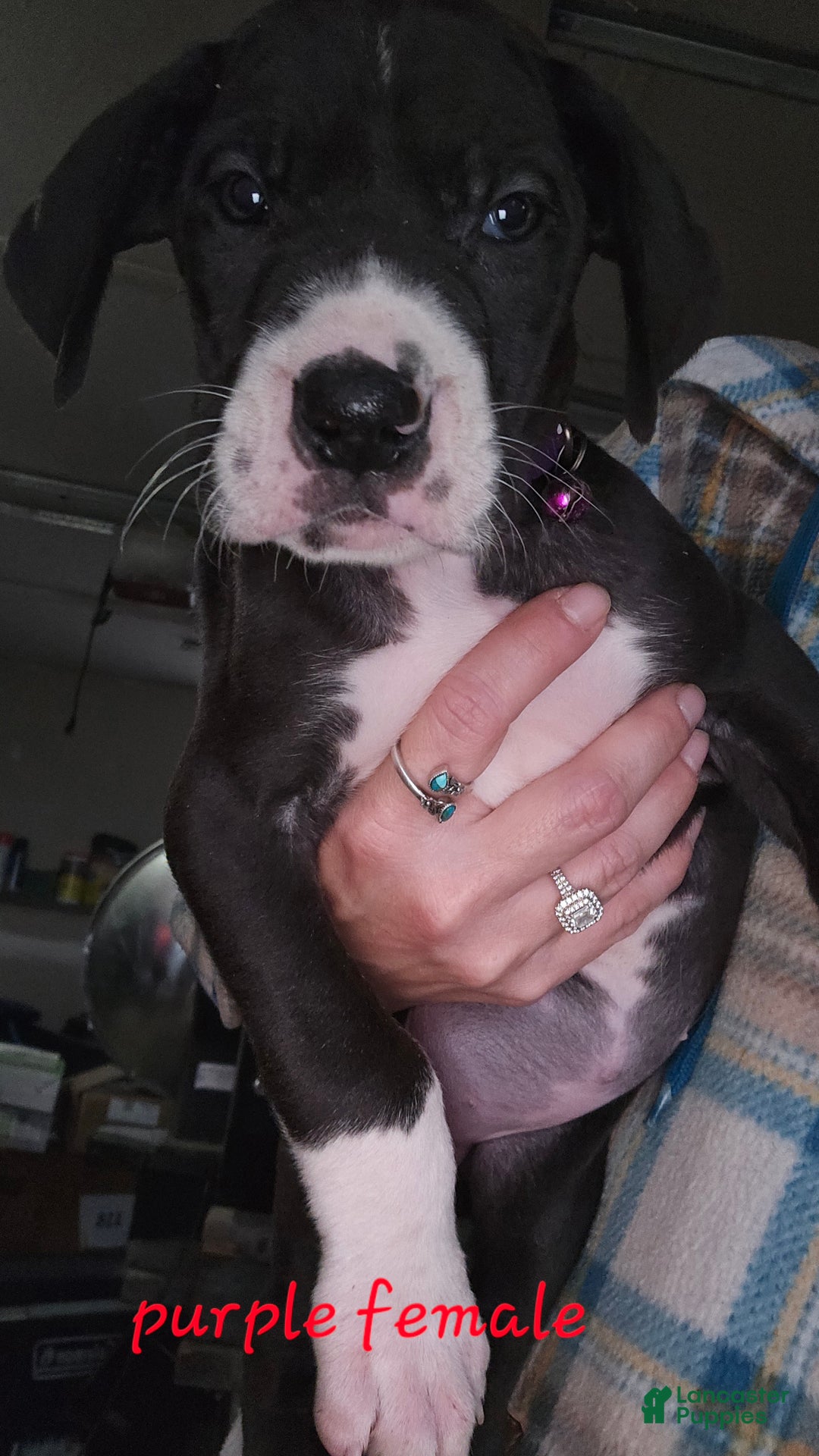 Great Dane dogs for sale: Great Dane Puppy 7 - Ad 1