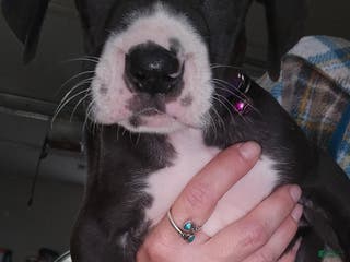 Great Dane dogs Great Dane Puppy 7 - Ad 32