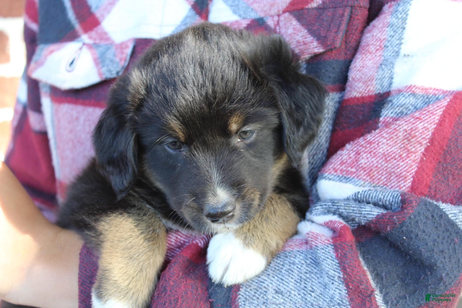 Mixed Breed dogs Graysin - Ad 2