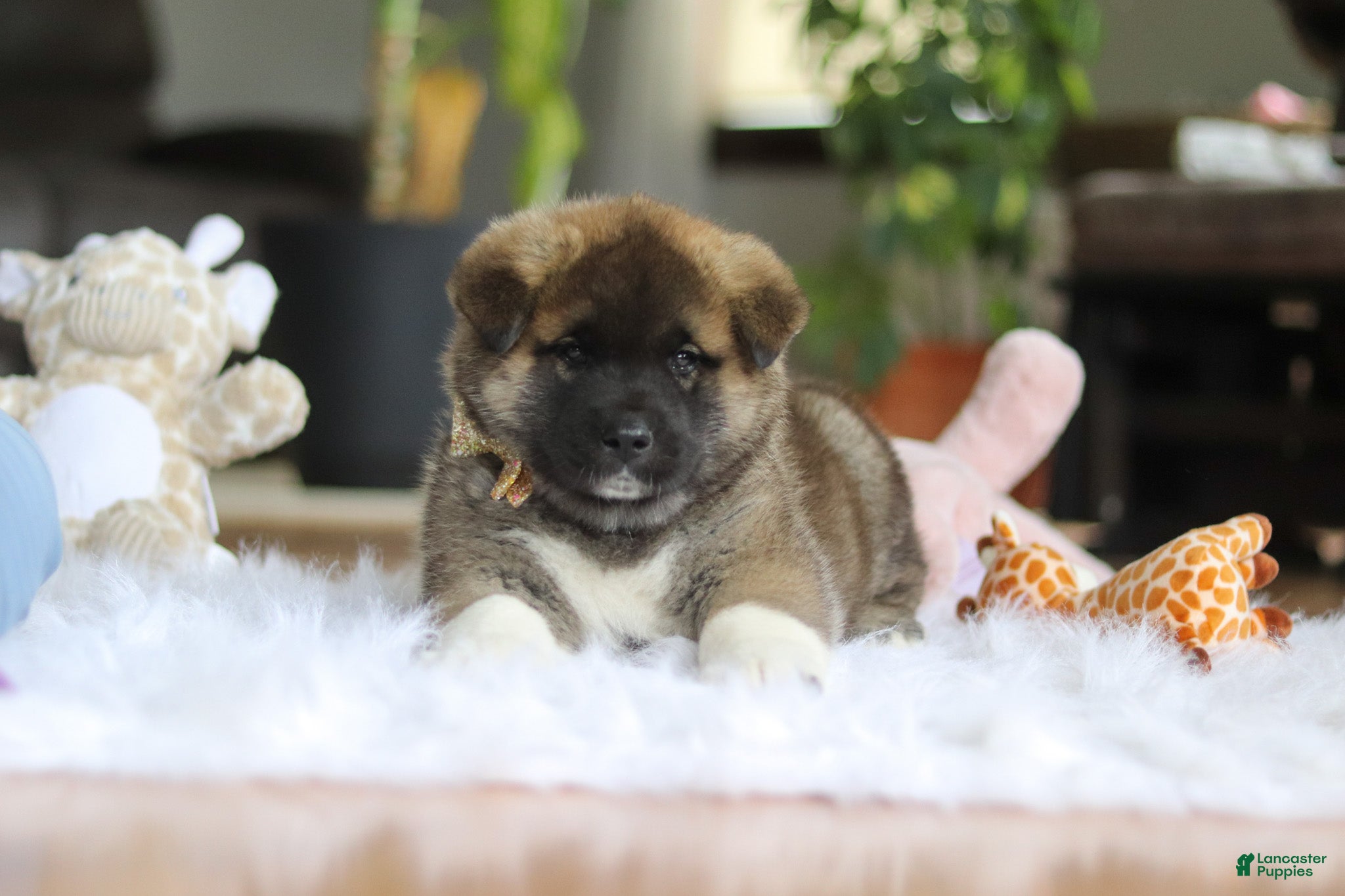 Akita dogs for sale: Omen  - Ad 1