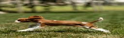 Cavalier King Charles Spaniel dogs for sale: Allen Cavalier King Charles Spaniel Puppy  - Ad 9