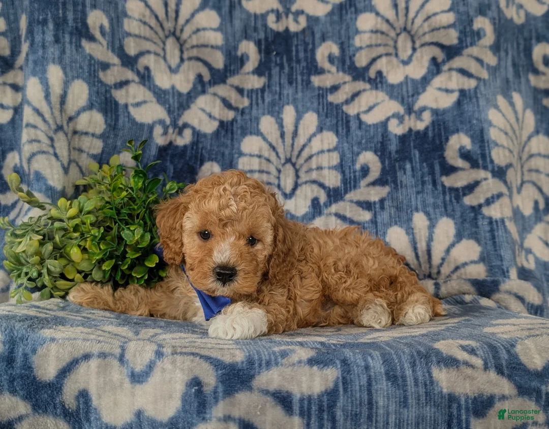 Cavapoo dogs for sale: Fabian - Ad 5
