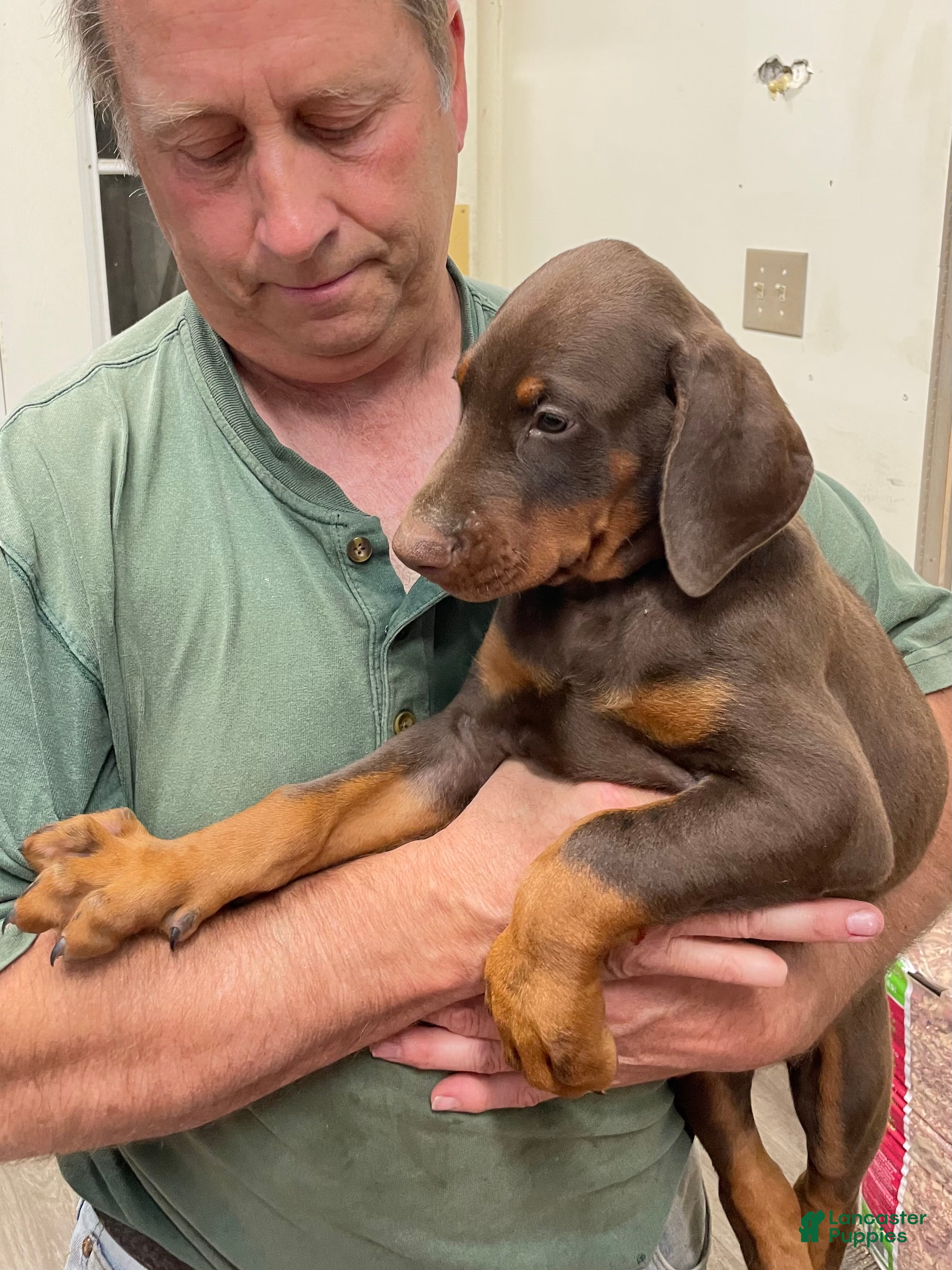 Doberman Pinscher dogs Reagan - Ad 28