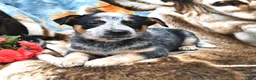 Australian Cattle Dog dogs for sale: Hank - Ad 2