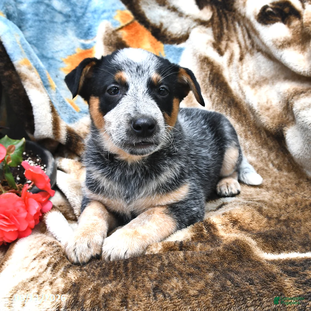Australian Cattle Dog dogs for sale: Hank - Ad 2