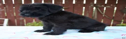 Giant Schnauzer dogs for sale: Louise - Ad 3