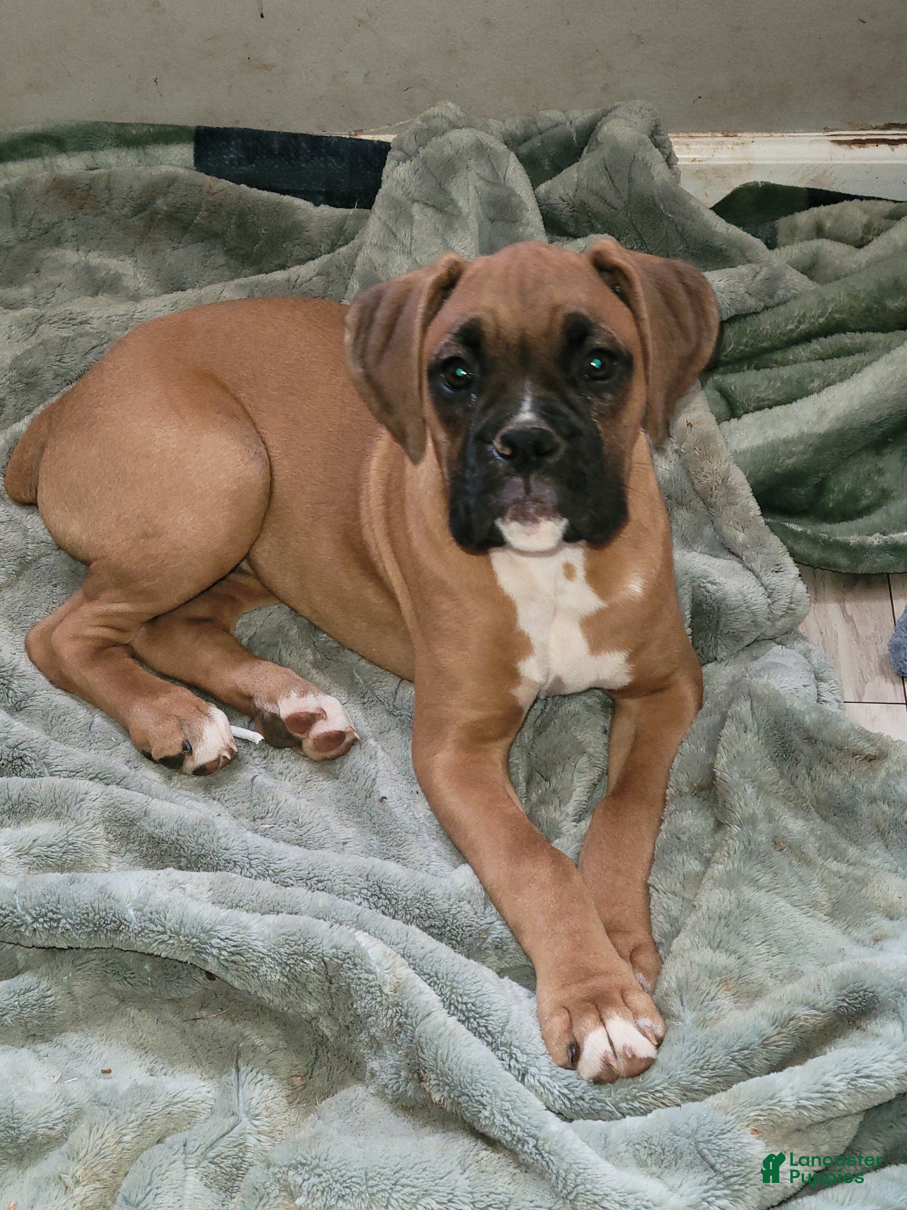 Boxer dogs Boxer Puppy 1 - Ad 2