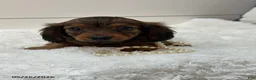 Miniature Dachshund dogs for sale: Ginger - Ad 3