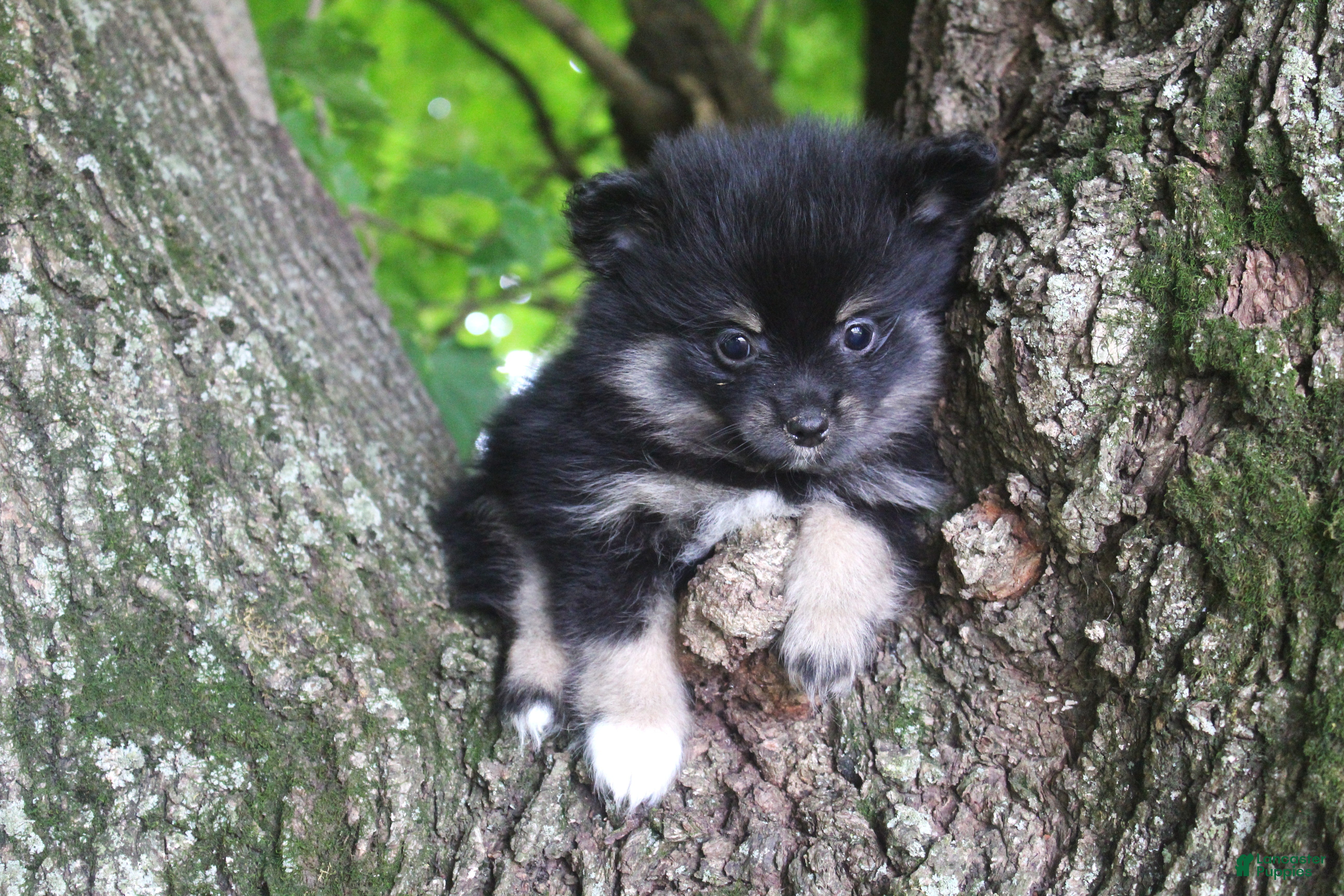 Pomeranian dogs Pomeranian 1 - Ad 1