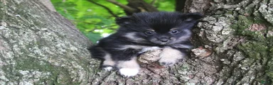 Pomeranian 1