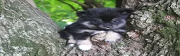 Pomeranian dogs for sale: Pomeranian 1 - Ad 1