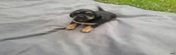 Morkie dogs for sale: Angie - Ad 3
