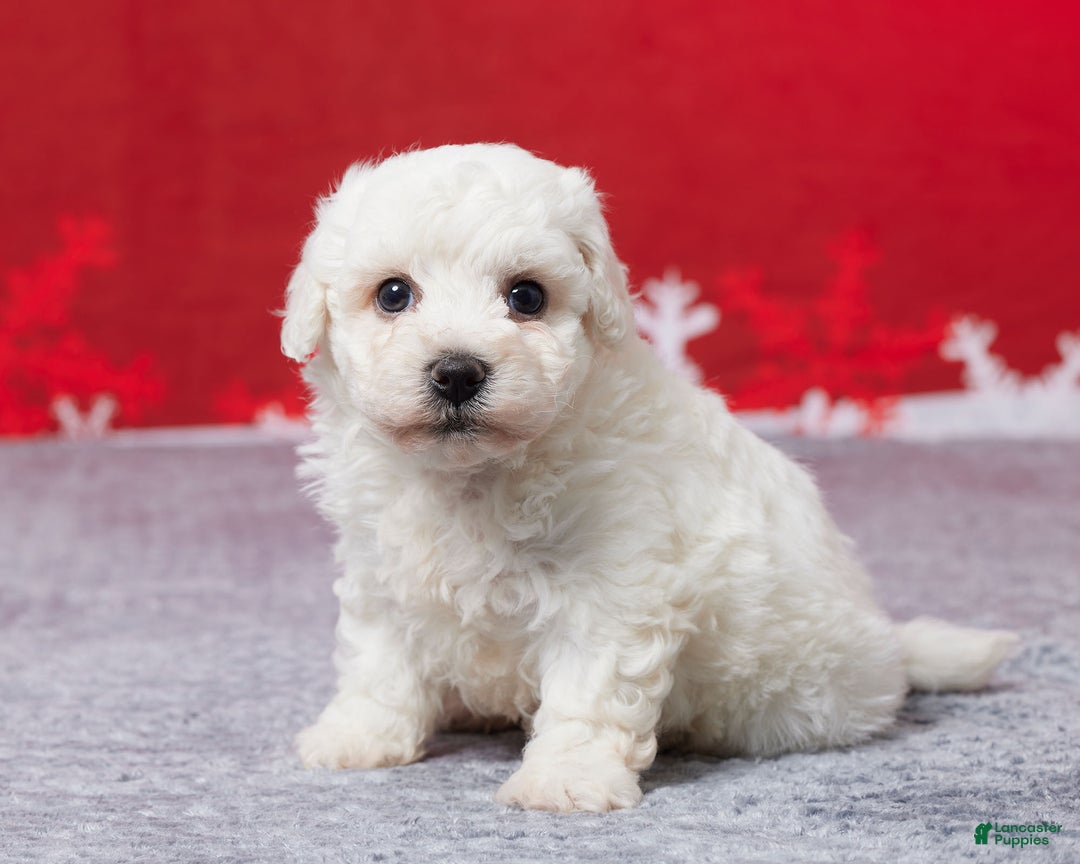 Bichon Frise dogs for sale: Frosty - Ad 2