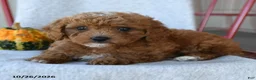 Cockapoo dogs for sale: Redmond - Ad 4