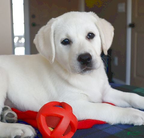 Labrador Retriever dogs Willow -Champ lines - Ad 1