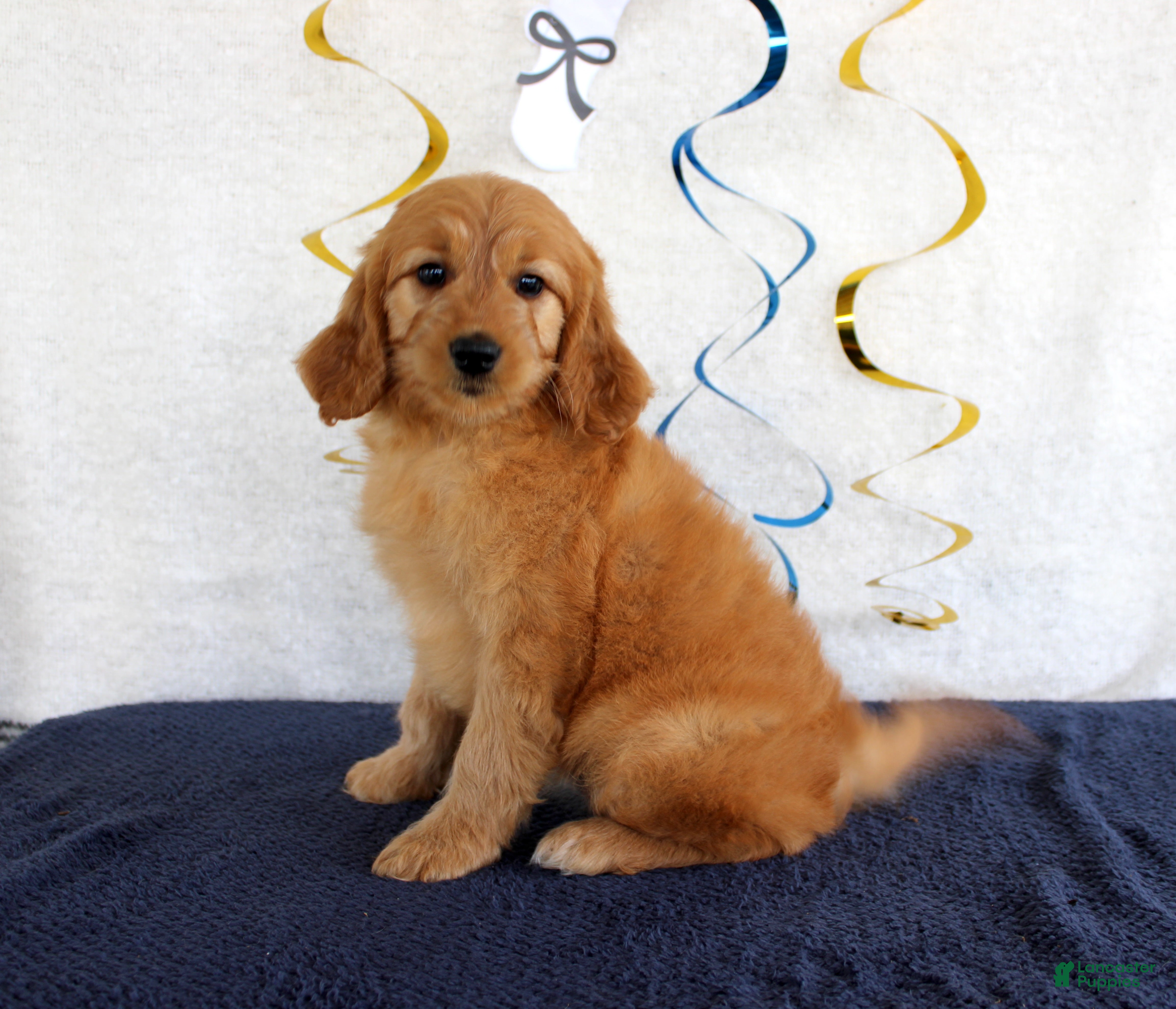 Mini Goldendoodle dogs Janie - Ad 13